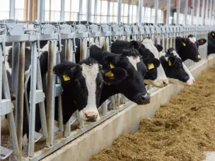 6,7 млрд рублей будет направлено на поддержку АПК и развитие сельских территорий Нижегородской области в 2025 году